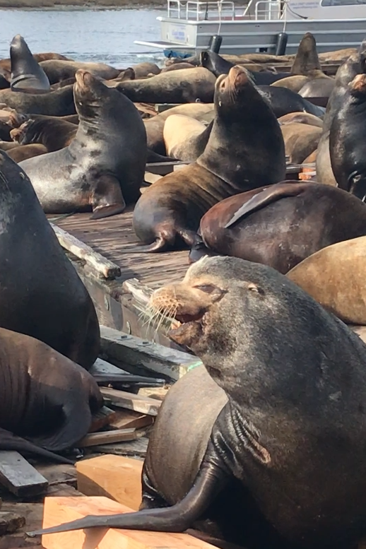 Seal lions on the Dock